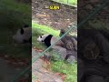 苏锦化身为显眼包，把隔壁的南小月给惊呆了 #pandafushun #cute #adorablepanda #funnypanda #animals #pandahehua