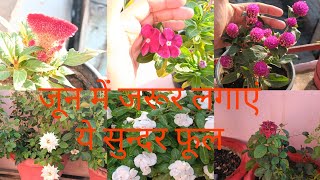 june me lagaye jane bale best flower, summer flowering सदाबहार,कलगा(cockscomb), गोमफिना, सफेद गुलाब