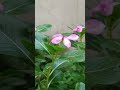 Catharanthus roseus।Catharanthus roseus।Catharanthus roseus