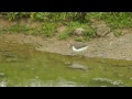 little stint