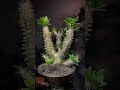 pachypodium brevicaule succulentzone.com