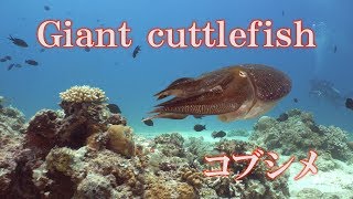 イカの最大種　コブシメ　Giant cuttlefish　Sepia latimanus