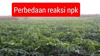 Perbedaan reaksi NPK Mutiara dengan NPK Phonska