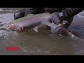 how to fish for river steelhead rapala fishing tips