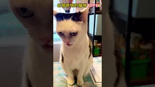 长相奇特的猫咪TOP7 最后一只像一名知识分子~ #cat #cute#funny #shorts