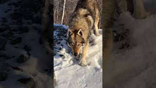 雪山上的狼族 捷克狼犬 野性的呼唤