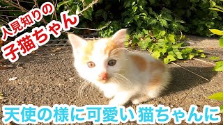 人見知りの親子猫ちゃん呼んだら見えない所から顔を出す様になりました straycats 野良猫