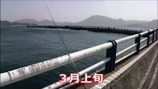 【3月上旬】☆北九州★海峡コウイカ狙い♪