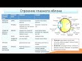 5.2. Зрительная сенсорная система