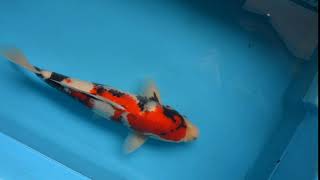 【松田養鯉場 Matsuda Koi Farm】NZ- 06 昭和三色 Showa 43cm