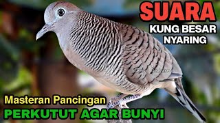 Perkutut lokal gacor suara KUNG BESAR masteran pancingan perkutut agar bunyi