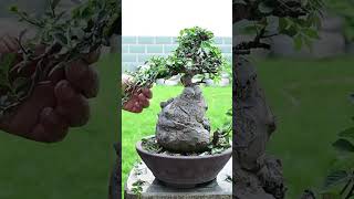 Mini Japanese National Bonsai exhibition #viral #shorts #bonsai #indonesiabonsai