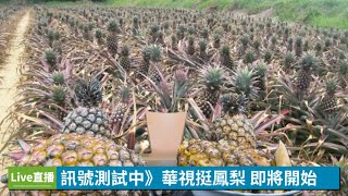 【Live直播】華視相挺鳳梨農 媒體業吃爆超甜鳳梨｜華視新聞 20210226