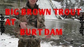 Big Brown Trout on 18 Mile Creek, Burt Dam (Newfane NY)