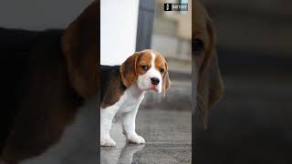 CUTEST Jia Photos That Will Melt Your Heart! #AshwithaAnchan95 #Beagal #doglover  #short #viralvideo