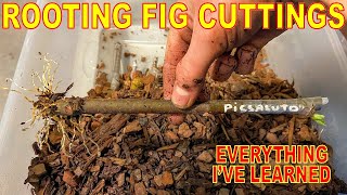 How To ROOT FIG CUTTINGS | A Complete Guide To ROOTING FIG CUTTINGS