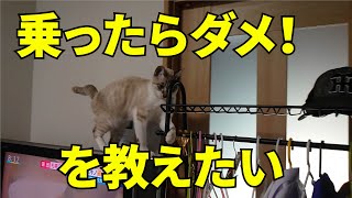 【猫のしつけ】乗ったらダメ！を教えたい　Cat discipline