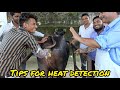 Tips for heat detection | pashu me garmi ki pehchan - Dr umar khan