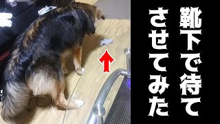 柴犬とボーダーコリーのミックス犬に靴下で待てをさせてみた結果ｗ