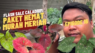 Flash sale paket keladi murmer⁉️ eps 16