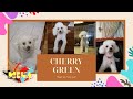 MEET MY FURRY PAL | TOY POODLE | CHERRY