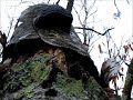 3 kinds of fungus mushrooms hoof tinder fomes fomentarius