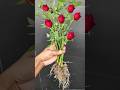 Propagate Rose plant From cutting #Rose#shorts #youtubeshort #Short #Mita'sgardeningtrick