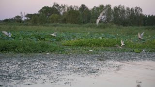 GLOBALink | Chinese lake embraces marked changes after environmental protection efforts