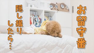 お留守番中の犬にカメラ越しに話しかけたら全然想像と違ったｗｗｗ