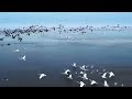 the high altitude birdwatching tower in poyang lake national wetland park