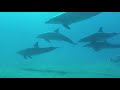 indo pacific bottlenose dolphin tursiops aduncus el qusier egypt 7 11 2018