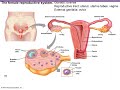 Physiology female reproductive system