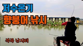 1회. 저수온기 향붕어 낚시 #fishing  #붕어낚시