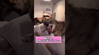 犬さんの動画見て笑ったら寝ろwwwwww