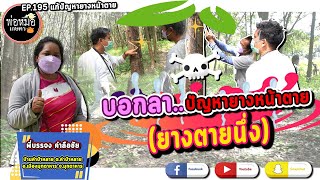 พ่อหมอเกษตร EP.195 ตอน บอกลาปัญหายางหน้าตาย (ยางตายนึ่ง)