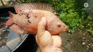 Harvesting Home Grown RED TILAPIA | RAS | Aquaponics System