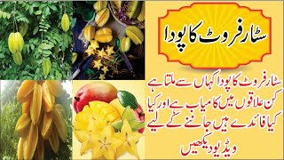 Star fruit farming in pakistan complete guide.