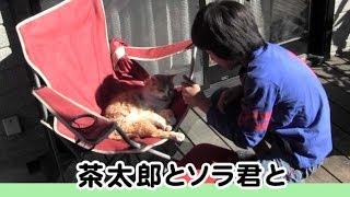 茶太郎とソラ君と　2013.10.13