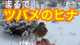 まるおの母　まるこの宿根草と低木の庭　2021 01 08 また雪が降った庭に、撒き餌を撒く。ジョウビタキのピヨちゃん🎀の変顔⁉️