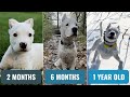 WATCH MY DOGO ARGENTINO PUPPY GROW  || 2 Months To 1 Year Old