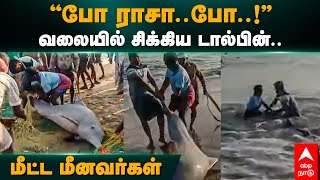 Dolphine Rescue | ”போ ராசா..போ !” வலையில் சிக்கிய டால்பின்..மீட்ட மீனவர்கள் | Keelakarai | Fisherman