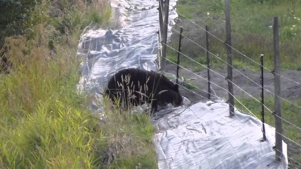 Bear Vs The Electric Fence.m2ts - YouTube