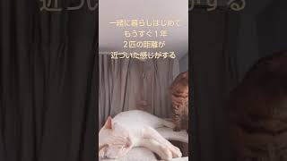 2匹の猫、距離縮まる　#shorts