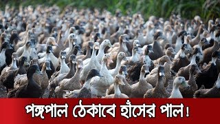 পঙ্গপাল দমনে পাকিস্তানে ১ লাখ হাঁস পাঠাচ্ছে চীন | Locust vs Duck