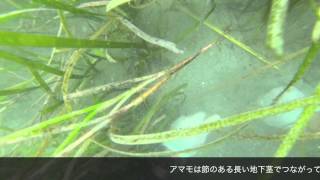 下田　海洋生物採集日記　アマモ調査