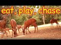 Eat, Play, Chase