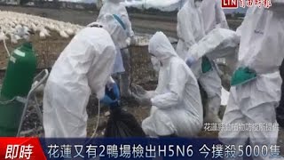 花蓮又有2鴨場檢出H5N6 今撲殺5000隻