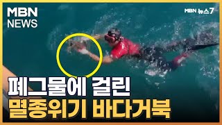 인간이 버린 폐그물에 걸린 멸종위기 매부리바다거북, 인간이 살렸다 [MBN 뉴스7]