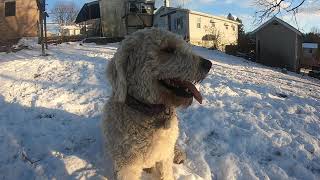 Goldendoodle and Yellow Labrador Retriever Playing