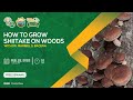 How to Grow Shiitake on Woods